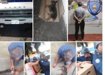 Transportistas de Boconó paralizan servicio por apoyo a colega arrestado por atropellar a un perro