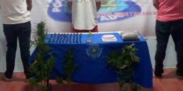 Policía Estadal detienen a hombres con matas de marihuana en Boconó
