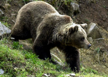 Más de 200 osos pardos fueron sacrificados en Eslovenia en 2022