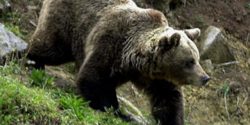 Más de 200 osos pardos fueron sacrificados en Eslovenia en 2022