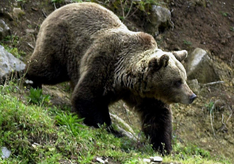 Foto de archivo de un oso pardo. EFE/ARCHIVO/jlc