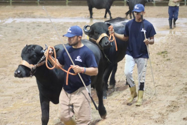 Un rebaño conformado por más de 200 animales expone la Feria Bufalina que presenta la Asociación de Ganaderos del Táchira (Asogata)