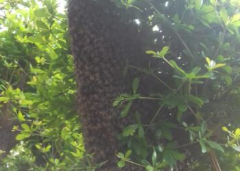 Abejas atacan a varias personas en Ejido