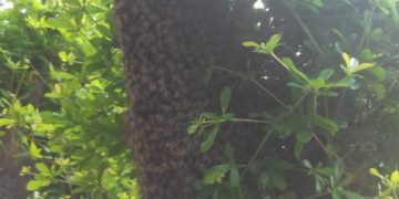 Abejas atacan a varias personas en Ejido