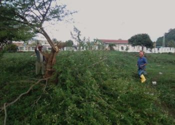 Vecinos de Flor de Patria rechazan tala de árboles en Parque comunitario
