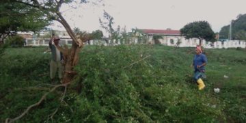 Vecinos de Flor de Patria rechazan tala de árboles en Parque comunitario