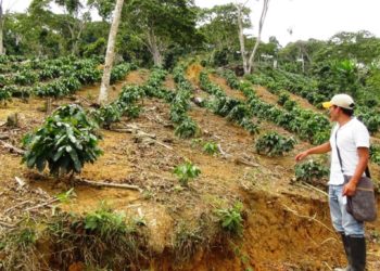 Terratenientes atropellan a productores de café en el municipio Candelaria