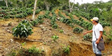 Terratenientes atropellan a productores de café en el municipio Candelaria