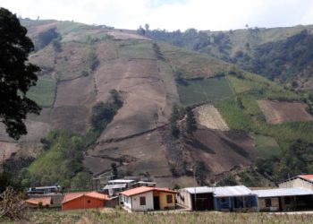 Contrabando de semillas genera sarna verrugosa en papa sembrada en tierras tachirenses