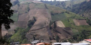 Contrabando de semillas genera sarna verrugosa en papa sembrada en tierras tachirenses