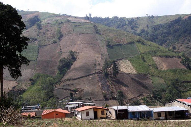 Tierras del municipio Jáuregui se han visto afectadas por una verruga en la papa generada por semillas de dudosa procedencia. Fotos: Carlos Eduardo Ramírez