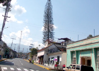 Gigantesco árbol pone en riesgo a vecinos en avenida principal de Betijoque