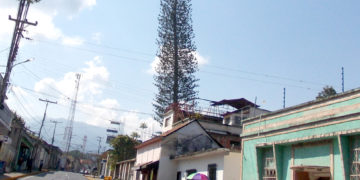 Gigantesco árbol pone en riesgo a vecinos en avenida principal de Betijoque