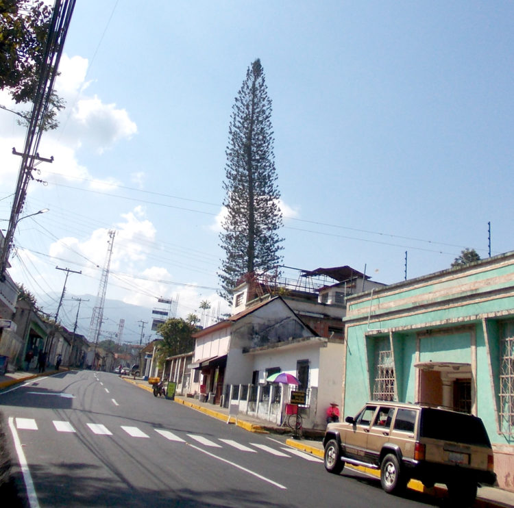 El gigantesco árbol que según los vecinos de la calle donde está ubicado constituye una amenaza.