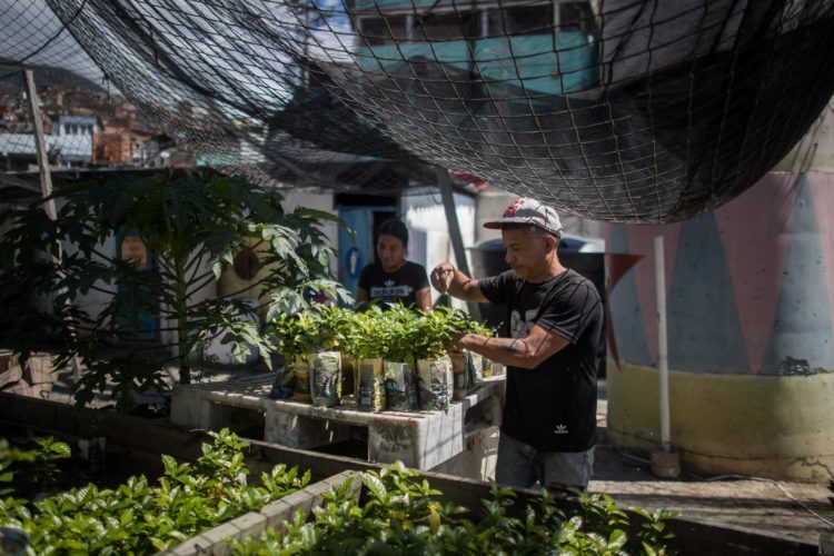 Edgar Cordova cultiva matas de café, el 25 de enero de 2023, en Caracas (Venezuela). EFE/ Miguel Gutiérrez