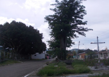 Ministerio del Ambiente y Alcaldía de Rafael Rangel deben planificar poda de árboles