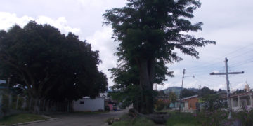 Ministerio del Ambiente y Alcaldía de Rafael Rangel deben planificar poda de árboles