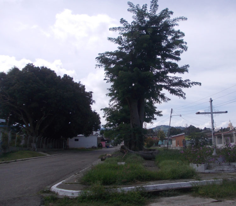 El árbol que constituía una amenaza para los vecinos de la calle 23 con avenida 2 de Betijoque.