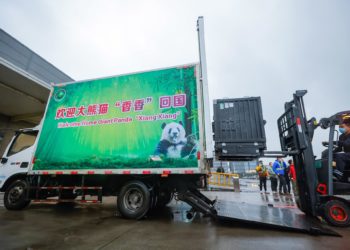 Osa panda nacida en Japón regresa a China para buscar novio