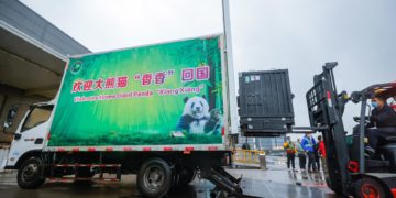 Osa panda nacida en Japón regresa a China para buscar novio