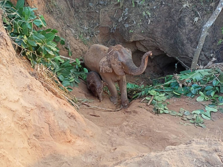 Vista de la elefante hembra y su cría que fueron rescatadas este lunes un día después de caer en un agujero en unos cinco metros en un parque natural en la provincia de Kanchanaburi, en el oeste de Tailandia. EFE/ Parque Nacional Lam Khlong Ngu /  ***SOLO USO EDITORIAL/SOLO DISPONIBLE PARA ILUSTRAR LA NOTICIA QUE ACOMPAÑA (CRÉDITO OBLIGATORIO)***