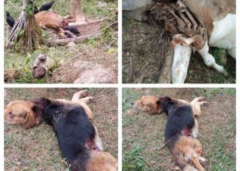 Continua la alarma en zonas rurales por presencia de posibles animales salvajes