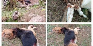 Continua la alarma en zonas rurales por presencia de posibles animales salvajes