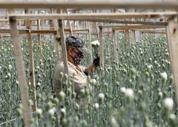 Las flores para San Valentín, un producto colombiano con toque venezolano