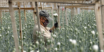 Las flores para San Valentín, un producto colombiano con toque venezolano