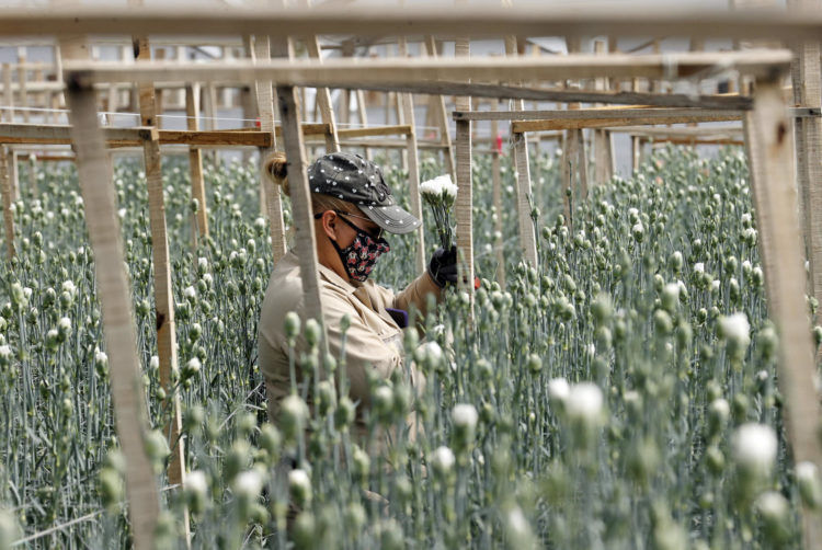 La trabajadora venezolana Militza Ríos corta ramos de claveles, el viernes 10 de febrero de 2023, en "Flores La Aldea", un cultivo ubicado en Sesquilé, municipio próximo a Bogotá (Colombia). EFE/ Mauricio Dueñas Castañeda