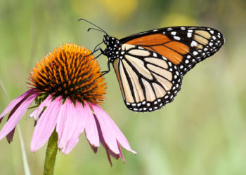 La población de mariposas monarca aumenta, pero no lo suficiente