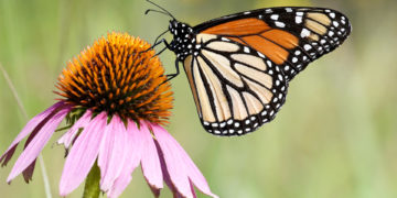 La población de mariposas monarca aumenta, pero no lo suficiente