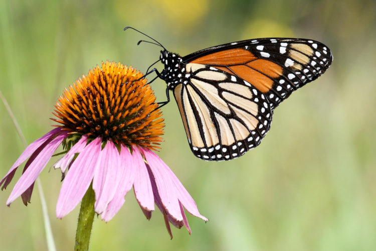 Imagen facilitada por la organización estadounidense National Wildlife Federation (NWF) de una mariposa monarca