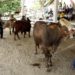 Suspenden Exposición Agropecuaria para la Feria del Sol 2023 por falta de condiciones