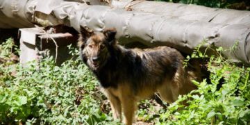 Los perros de Chernóbil podrían ser genéticamente distintos por la radiación