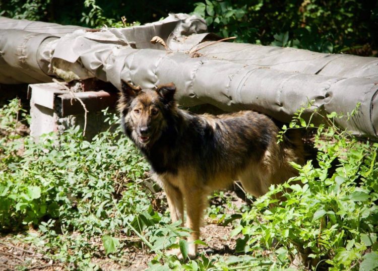 Muchos de los perros de Chernóbil encuentran refugio en edificios abandonados o zonas en construcción dentro de la zona de exclusión nuclear. EFE/Jordan Lapier