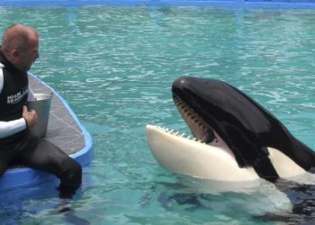 La orca Lolita volverá a las aguas que la vieron nacer hace más de cinco décadas