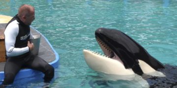 La orca Lolita volverá a las aguas que la vieron nacer hace más de cinco décadas