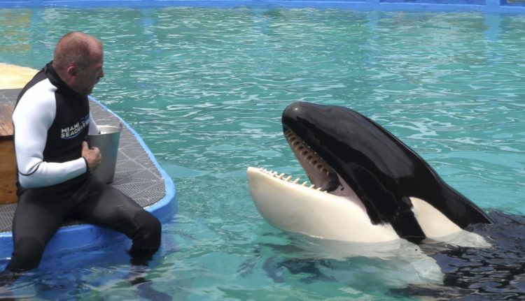 Fotografía de archivo donde aparece el cuidador Eric Eimstad mientras se comunica con la popular orca Lolita durante un espectáculo en el Miami Seaquarium. EFE/ Emilio López