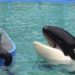 La orca Lolita volverá a las aguas que la vieron nacer hace más de cinco décadas