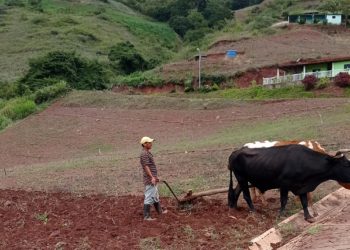 Táchira | 70 % de la producción agrícola en Venezuela está paralizada por falta de recursos