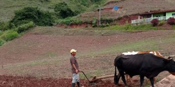 Táchira | 70 % de la producción agrícola en Venezuela está paralizada por falta de recursos