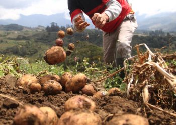 Frontera | Alcalde de Rafael Urdaneta rechaza denuncias de  contrabando de productos agrícolas por Delicias