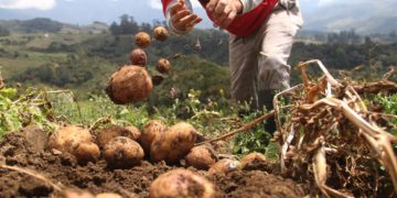 Frontera | Alcalde de Rafael Urdaneta rechaza denuncias de  contrabando de productos agrícolas por Delicias