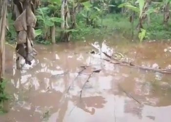 Lluvias caídas sobre Mérida volvieron a desbordar zonas plataneras en el Sur del Lago