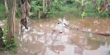 Lluvias caídas sobre Mérida volvieron a desbordar zonas plataneras en el Sur del Lago