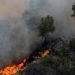 Incendios forestales se incrementan en Boconó