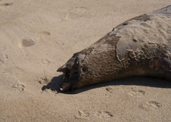 Chile notifica 1.535 lobos marinos y 730 pingüinos muertos por gripe aviar