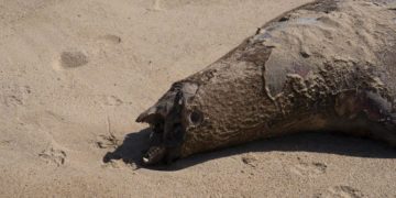 Chile notifica 1.535 lobos marinos y 730 pingüinos muertos por gripe aviar