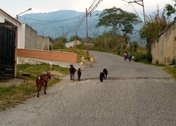 Denuncian riesgo por animales sueltos en zonas viales de Boconó